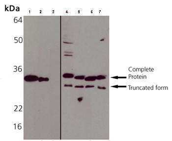 Anti-Heme Oxygenase 1 antibody(AB82585)
