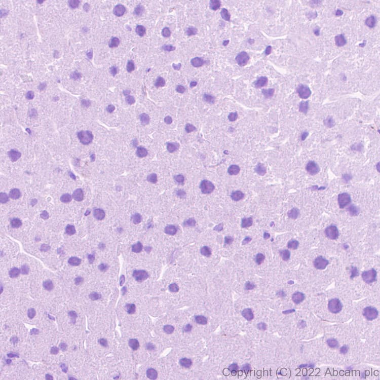Anti-Sodium/Hydrogen Exchanger 3/NHE-3 antibody [EPR26951-3] - BSA and Azide free(AB307366)
