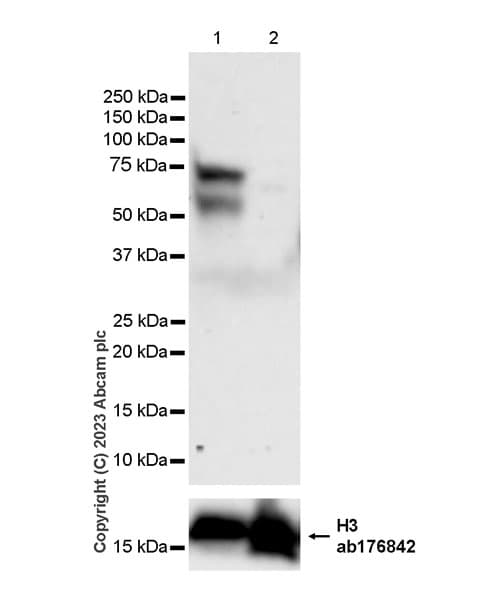 Anti-Histone H3 antibody [EPR16987] - Nuclear Marker and ChIP Grade(AB176842)