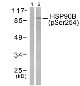 Anti-Hsp90 beta (phospho S254) antibody(AB51136)