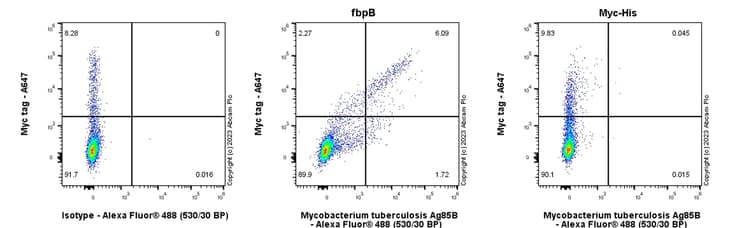 Anti-Mycobacterium tuberculosis Ag85B antibody [EPR28401-54] - BSA and Azide free(AB312329)
