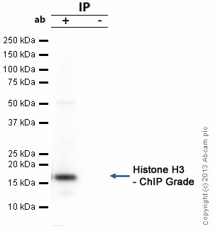 Western blot showing immunoprecipitation of Histone H3 from HeLa cell extract using anti-Histone H3 antibody.