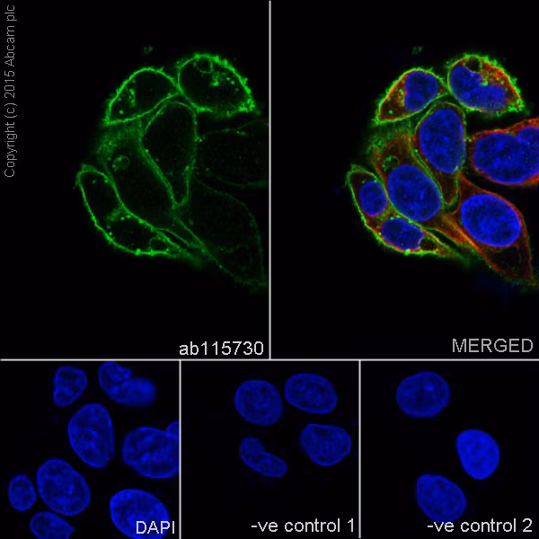 Immunofluorescence staining of HepG2 cells using purified ab115730 antibody at 1/100 dilution, with nuclei counterstained using DAPI.