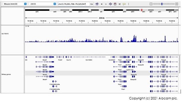 Anti-Histone H3 (tri methyl K9) antibody [EPR16601] - ChIP Grade(AB176916)