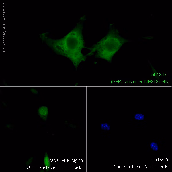ab13970 staining GFP in NIH/3T3 cells, showing signal amplification in GFP-transfected cells compared to non-transfected cells. Nuclear DNA is labeled with DAPI.