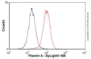Anti-Filamin A antibody [EP2405Y](AB76289)
