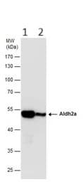 Anti-ALDH2 antibody(AB227021)