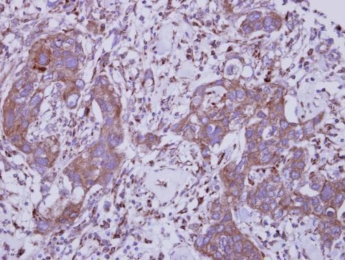 Tlr5 Antibody N Terminal Ab228493  Immunohistochemistry Formalin Pfa Fixed Paraffin Embedded Sections Img29863