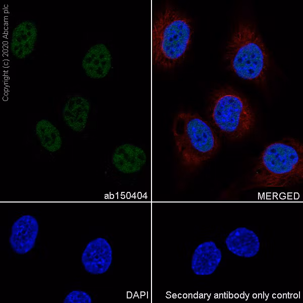 Immunocytochemistry/ Immunofluorescence - Goat Anti-Rabbit IgG H&L (Alexa Fluor® 488) (ab150077)