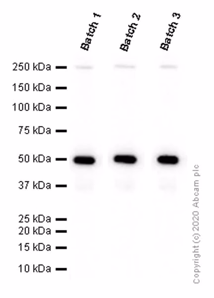 Western blot of PRAME protein using ab219650 antibody.