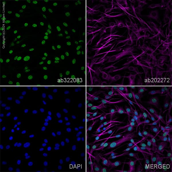 Alexa Fluor 594 Alpha Tubulin Antibody Ep1332y Microtubule Marker Ab202272  Immunocytochemistry Immunofluorescence Img436287