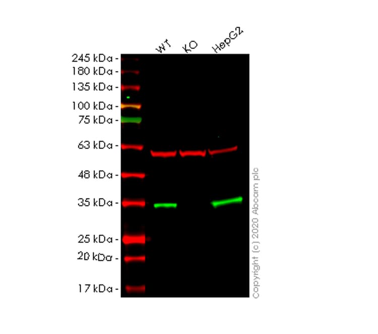 Human HIBADH knockout HeLa cell lysate(AB257986)