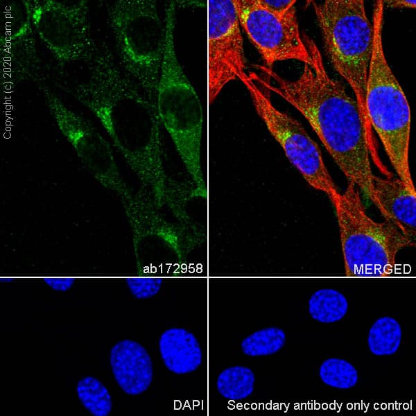 Anti-Clathrin heavy chain antibody [EPR12235(B)](AB172958)