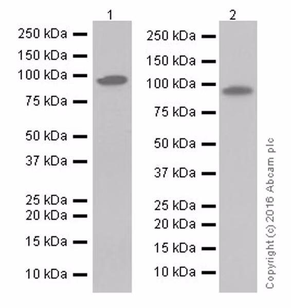 Western blot of Fibroblast activation protein alpha antibody (ab207178) at 1/1000 dilution.