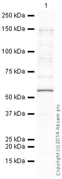 Anti-p53 antibody [PAb 240](AB26)
