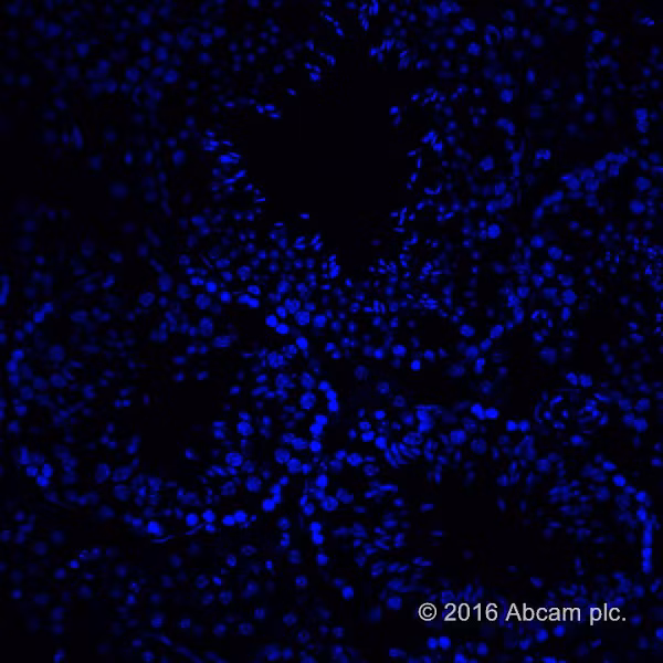 Mounting Medium With Dapi Aqueous Fluoroshield Ab104139 Immunohistochemistry Frozen Sections Img110293
