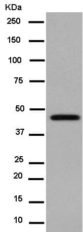 Mk 3 Antibody Epr13969 Bsa And Azide Free Ab250651  Western Blot Img50150