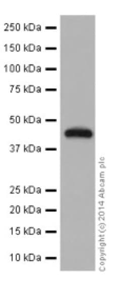 Ilkap Antibody Epr16145 Ab196013  Western Blot Img157134
