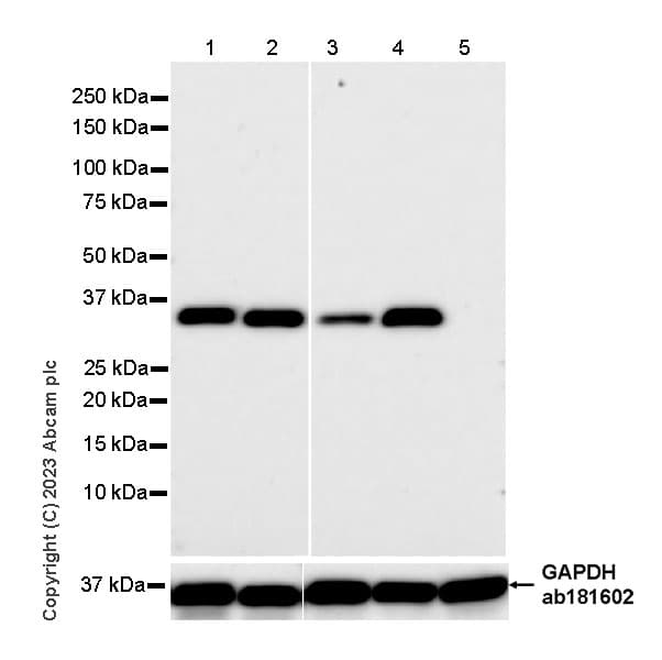 Anti-Aldose reductase antibody [EPR28780-7] - BSA and Azide free(AB316017)