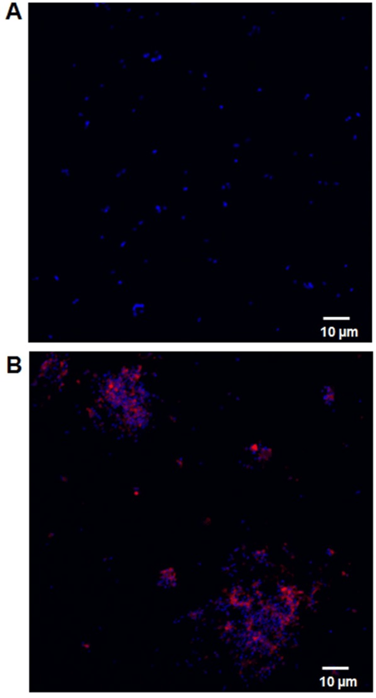 Cy5® Conjugation Kit (Fast) - Lightning-Link®(AB188288)