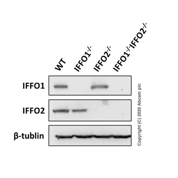 Anti-IFFO2 antibody [EPR22712-35] - BSA and Azide free(AB279340)