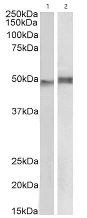 Anti-NCF1/p47-phox antibody(AB795)