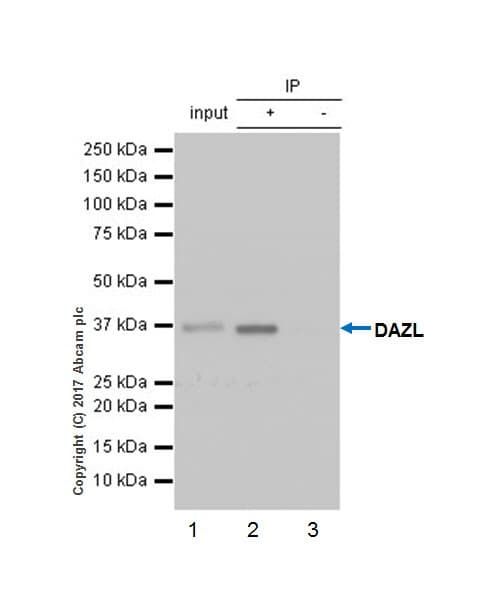 Anti-DAZL antibody [EPR21028] - BSA and Azide free(AB228135)