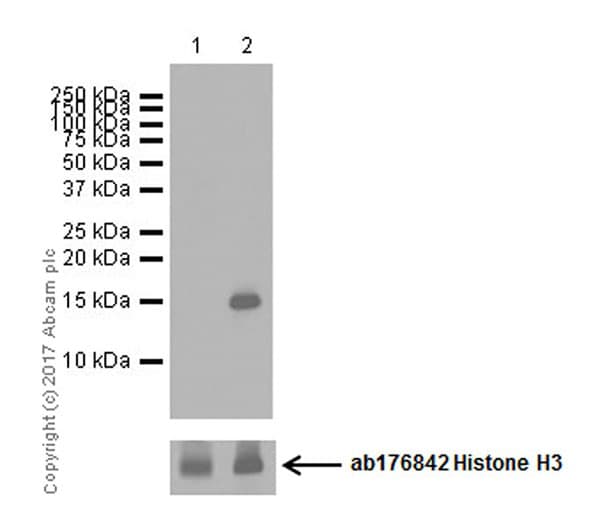 Anti-Histone H3 (citrulline R17) antibody [EPR20358-120](AB219407)