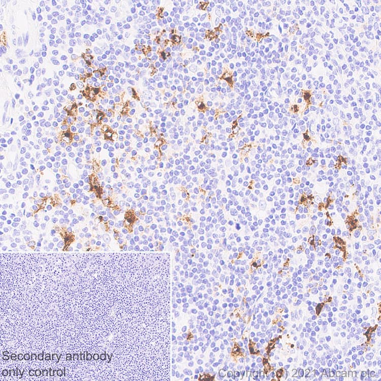 Anti-CD208 antibody [EPR24265-8](AB271053)