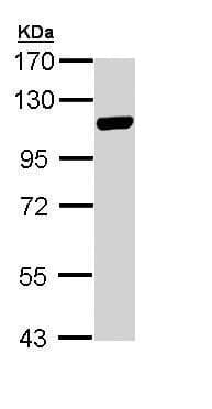 Anti-MCM3 antibody(AB272877)