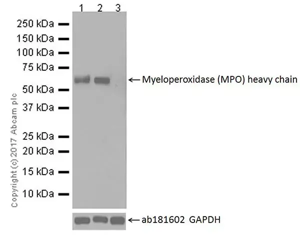 Anti-Myeloperoxidase antibody [EPR20257](AB208670)
