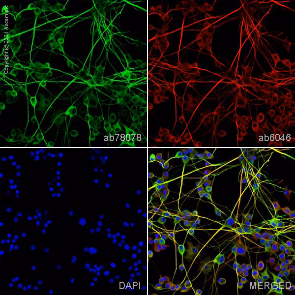 ab78078 staining beta III Tubulin in NGF-differentiated PC12 cells, showing neuronal differentiation with DAPI nuclear stain