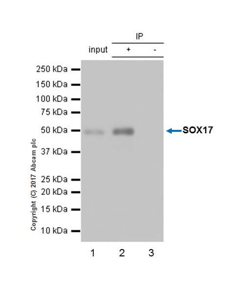 Anti-SOX17 antibody [EPR20684](ab224637)