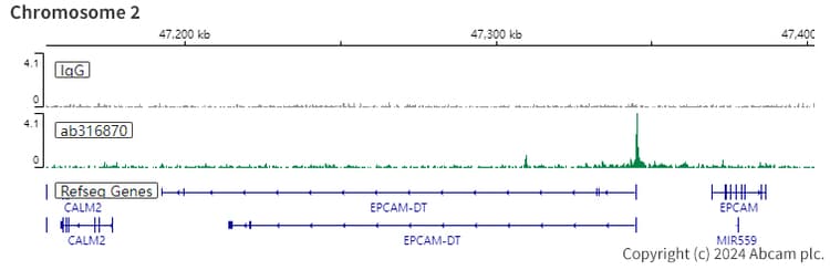 Hnf1 Alpha Antibody Rm1094 Bsa And Azide Free Ab316871  Chic Cut Run Sequencing Img428322