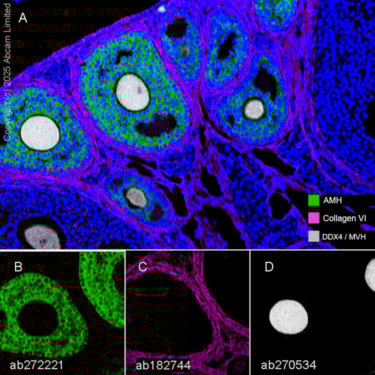 Anti-Collagen VI antibody [EPR17072](AB182744)