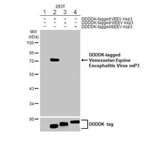 Anti-Venezuelan equine encephalitis virus nsp3 antibody [HL1502] - BSA and Azide free(ab313935)