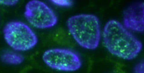 Goat Anti-Mouse IgG H&L (FITC)(AB6785)