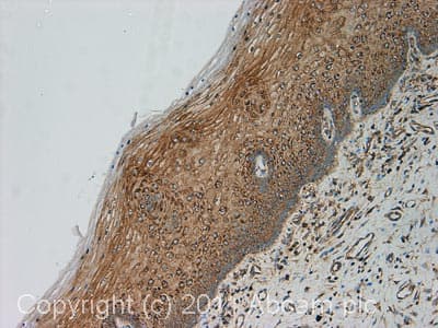 Rpl7 Antibody Ab72550  Immunohistochemistry Formalin Pfa Fixed Paraffin Embedded Sections Img112662
