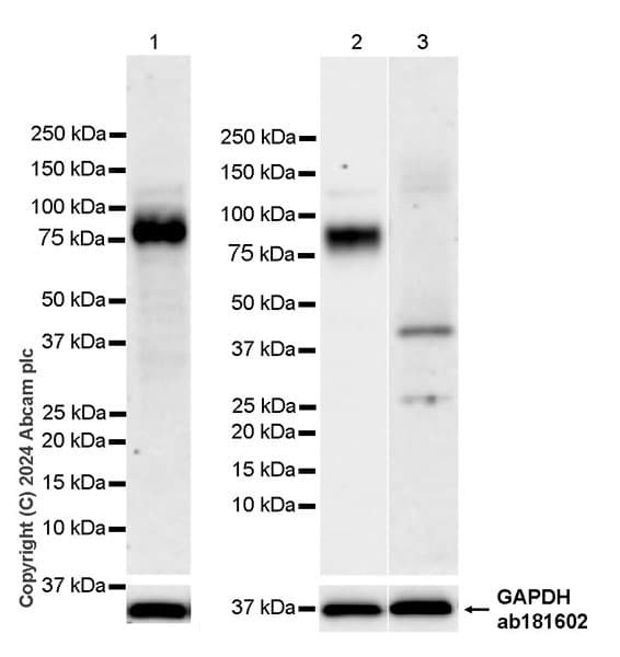 Cd34 Antibody Rm2052 Bsa And Azide Free Ab317589  Western Blot Img431319
