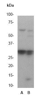 Anti-Caspase-6/CASP-6 antibody [E180](AB32366)