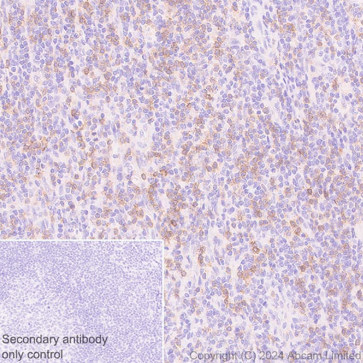Anti-NKG2D antibody [RM1173] - BSA and Azide free(AB319163)