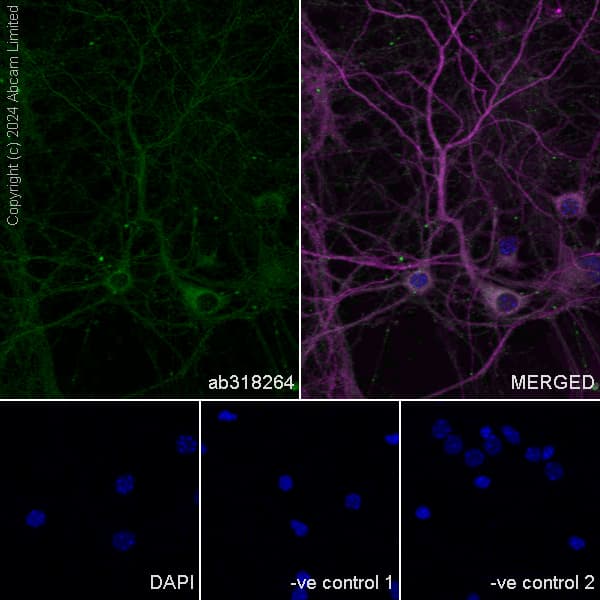 Anti-Nogo A + Nogo D antibody [EPR26286-15] - BSA and Azide free(AB318265)