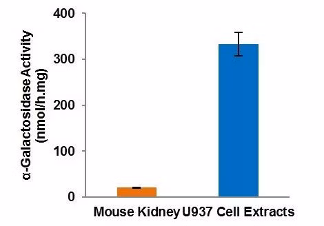 α-galactosidase activity in mouse kidney tissue extracts (1 μg protein) and U937 cell lysates (0.2 μg protein) measured following the kit protocol.
