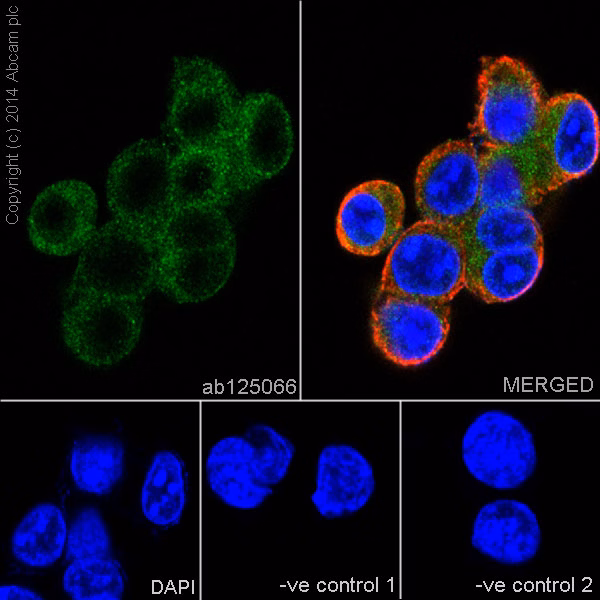 Immunofluorescence staining of HEK293 cells using purified antibody ab125066 at a dilution of 1/200, with counterstaining using DAPI