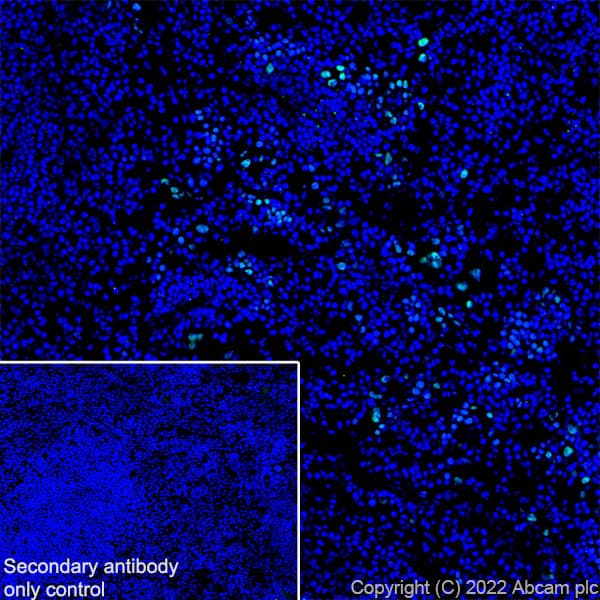 Anti-GATA1 antibody [EPR26488-109](AB300613)
