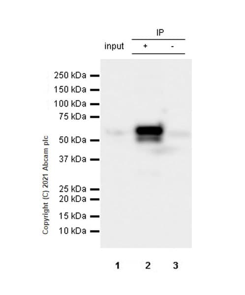Anti-KPNA2 antibody [EPR25248-95] - BSA and Azide free(AB289866)