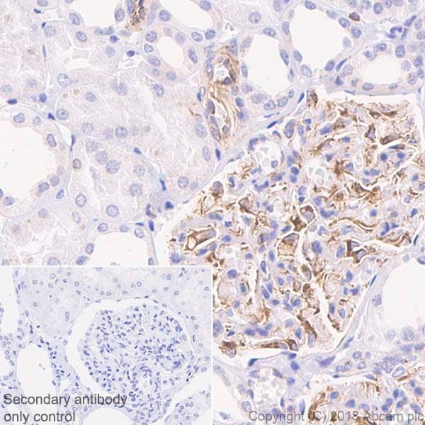 Anti-VEGFA antibody [EP1176Y] - C-terminal(AB52917)