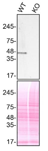 Anti-TIA1 antibody [EPR9304] - BSA and Azide free(AB230829)