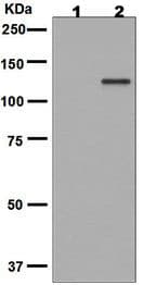 Jak1 Phospho Y1034 Y1035 Antibody Epr18992 Ab138005  Western Blot Img123677