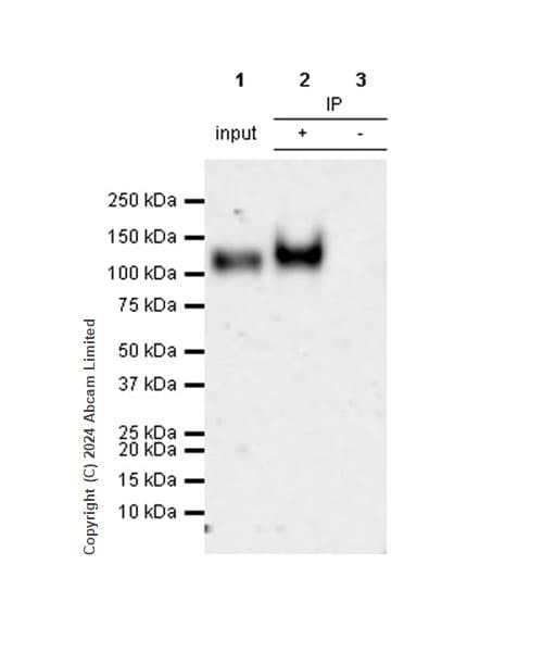 Anti-LAMP1 antibody [RM1217](AB320851)